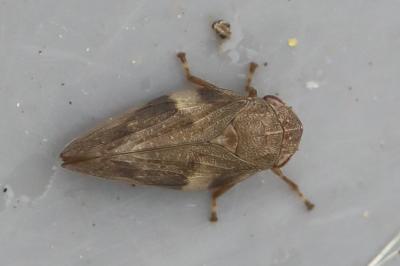 <i>Aphrophora alni</i>