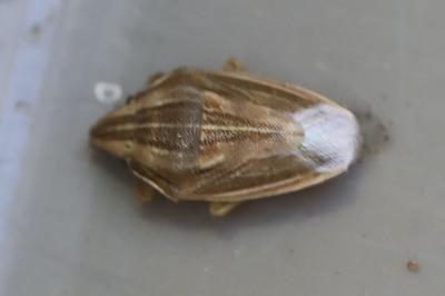 <i>Aelia acuminata</i>