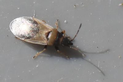 <i>Oxycarenus pallens</i>