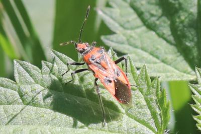 <i>Corizus hyoscyami</i>
