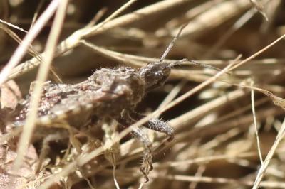 <i>Coranus griseus</i>