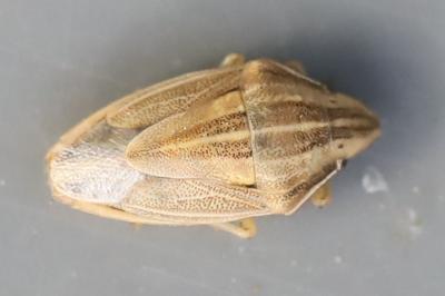 <i>Aelia acuminata</i>
