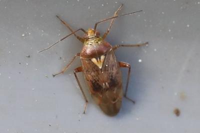 <i>Lygus rugulipennis</i>