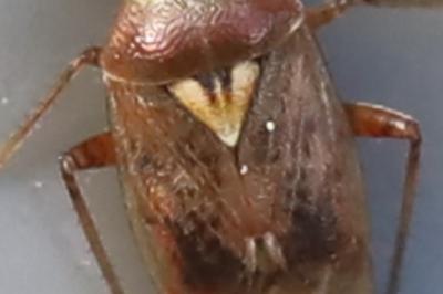 <i>Lygus rugulipennis</i>