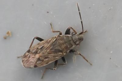 <i>Peritrechus gracilicornis</i>