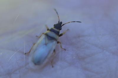 <i>Oxycarenus pallens</i>
