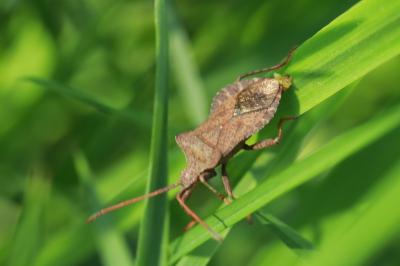 <i>Coreus marginatus</i>