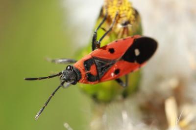 <i>Melanocoryphus albomaculatus</i>