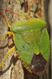 <i>Palomena prasina</i>