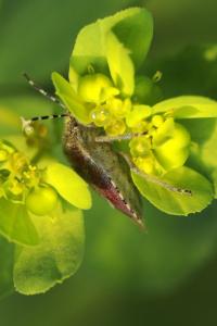 <i>Dolycoris baccarum</i>