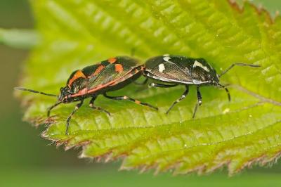 <i>Eurydema oleracea</i>