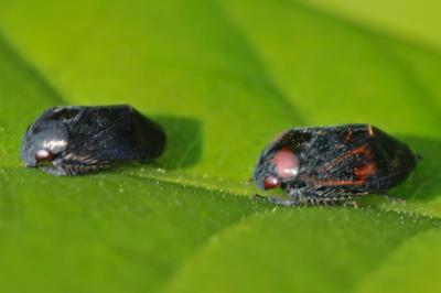 <i>Penthimia nigra</i>