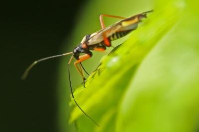 <i>Miris striatus</i>
