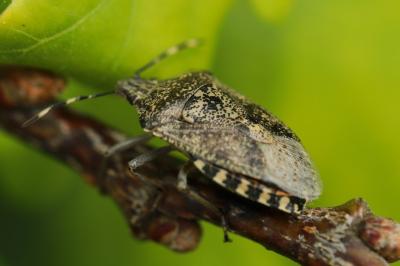 <i>Rhaphigaster nebulosa</i>