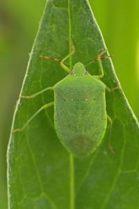 <i>Nezara viridula</i>