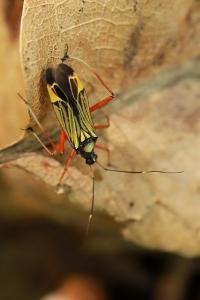 <i>Miris striatus</i>