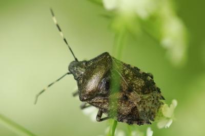 <i>Rhaphigaster nebulosa</i>