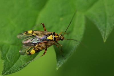 <i>Rhabdomiris striatellus</i>