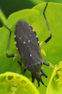 <i>Dicranocephalus agilis</i>