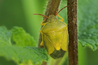 <i>Piezodorus lituratus</i>