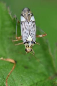 <i>Rhabdomiris striatellus</i>