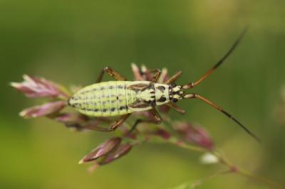 <i>Leptopterna dolabrata</i>