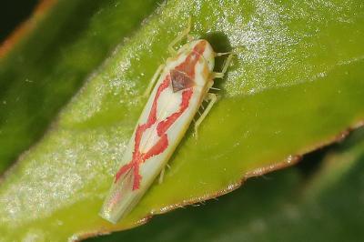 <i>Zygina flammigera</i>