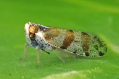 <i>Tachycixius venustulus</i>