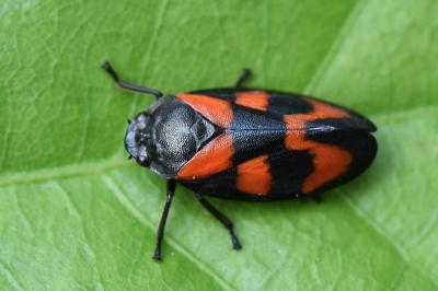 <i>Cercopis vulnerata</i>
