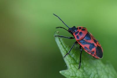 <i>Eurydema ornata</i>