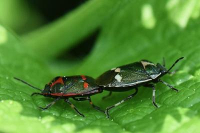 Eurydema oleracea