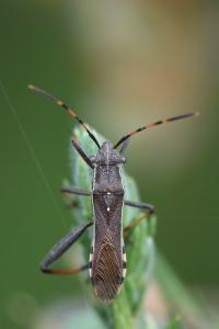 <i>Camptopus lateralis</i>