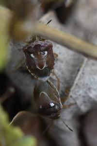 <i>Stagonomus bipunctatus</i>