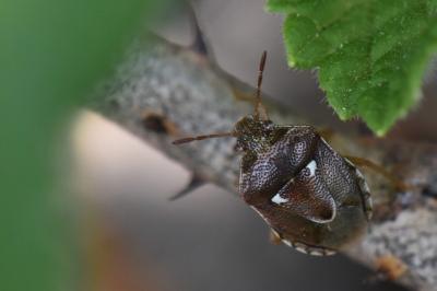 <i>Stagonomus bipunctatus</i>