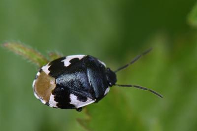 <i>Tritomegas bicolor</i>