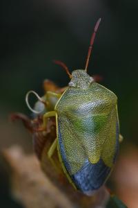 <i>Piezodorus lituratus</i>
