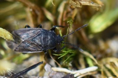 <i>Drymus sylvaticus</i>