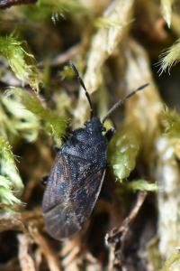 <i>Drymus sylvaticus</i>