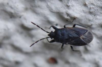 <i>Drymus ryeii</i>