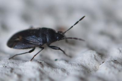 <i>Drymus ryeii</i>
