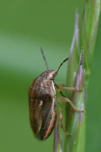 <i>Neottiglossa leporina</i>