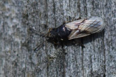 <i>Metopoplax ditomoides</i>