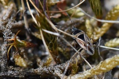 <i>Xanthochilus quadratus</i>