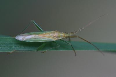 <i>Stenodema laevigata</i>