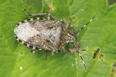 <i>Rhaphigaster nebulosa</i>