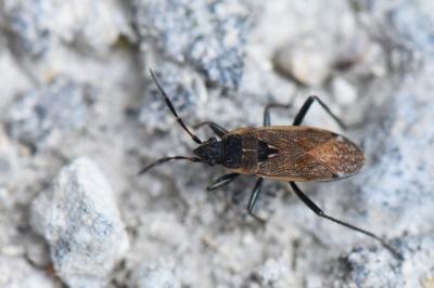 <i>Panaorus adspersus</i>