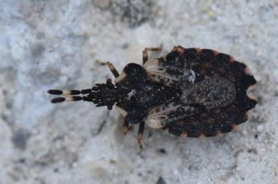 <i>Aradus versicolor</i>