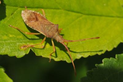 <i>Gonocerus acuteangulatus</i>