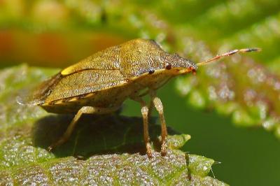 <i>Peribalus strictus vernalis</i>
