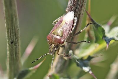 <i>Dolycoris baccarum</i>